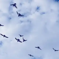 دانلود آهنگ ای پرنده مهاجر ای پرنده مهاجر