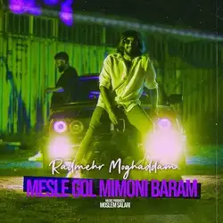 رادمهر مقدم مثل گل میمونی برام